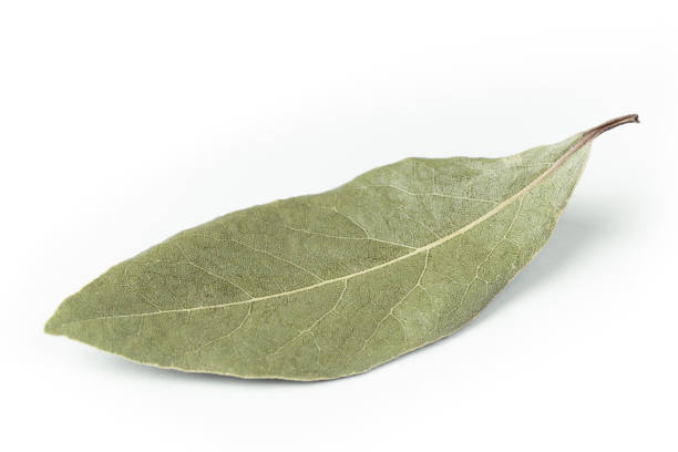 bay leaf isolated on white background closeup stock photo