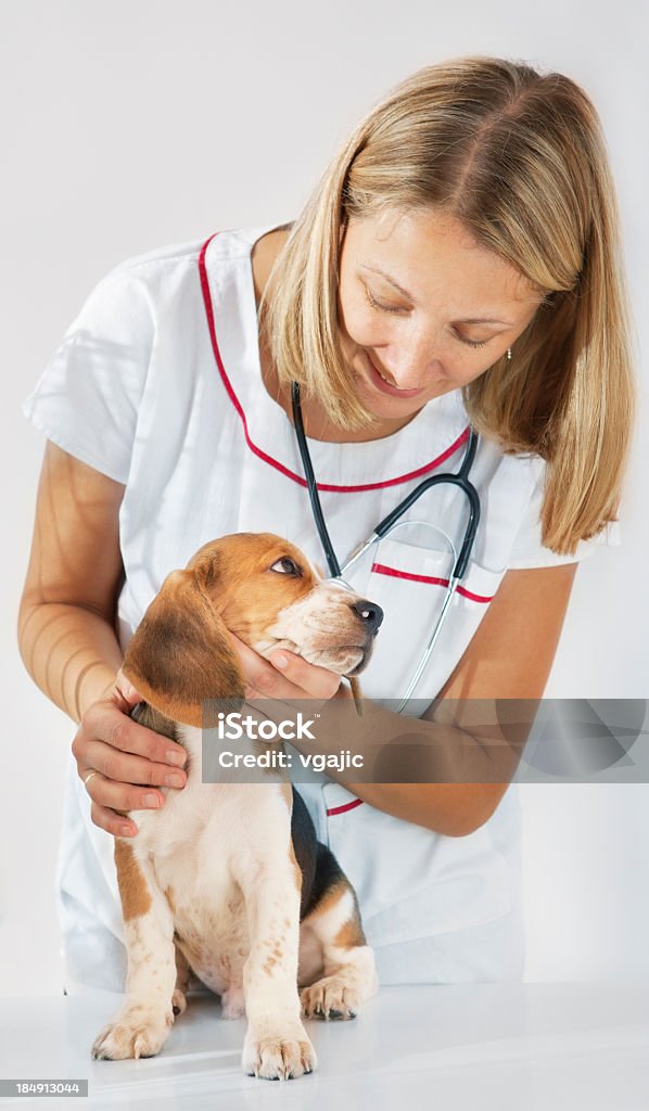 Veterinario sosteniendo y cuidados Monada cachorro - Foto de stock de Beagle libre de derechos