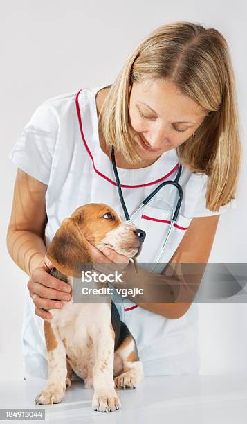 Veterinario Tenendo Un Cagnolino E Benessere - Fotografie stock e altre immagini di Beagle - Beagle, Capelli biondi, Veterinario