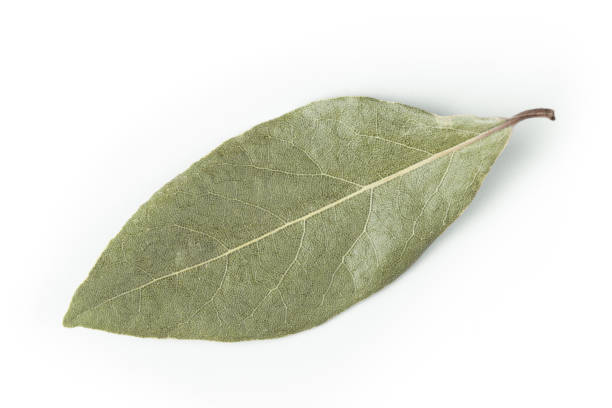 bay leaf isolated on white background closeup, macro stock photo