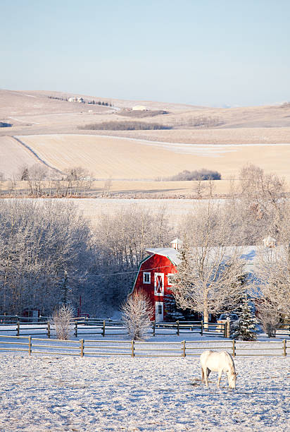 ホワイトホースの車庫と赤色冬小麦 - prairie farm winter snow ストックフ�ォトと画像