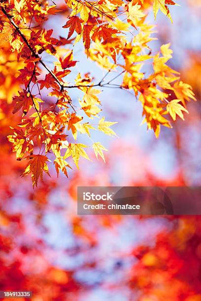 Folhas De Outono - Fotografias de stock e mais imagens de Abstrato - Abstrato, Amarelo, Ao Ar Livre