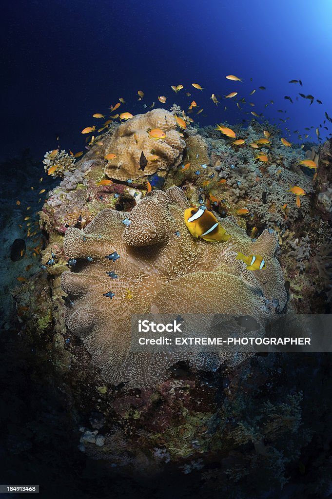 サンゴ礁周辺の - カラフルのロイヤリティフリーストックフォト