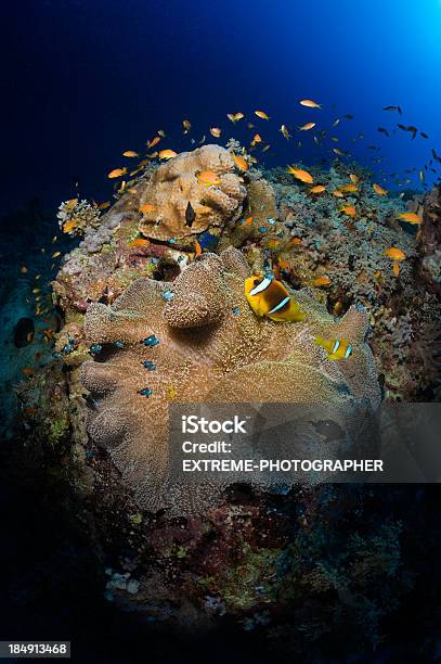 サンゴ礁周辺の - カラフルのストックフォトや画像を多数ご用意 - カラフル, カラー画像, クマノミ