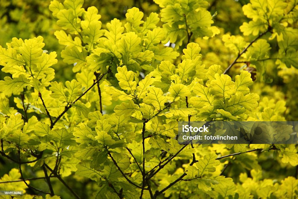 Spring oak verlässt Hintergrundbeleuchtung durch Sonnenlicht - Lizenzfrei Baum Stock-Foto