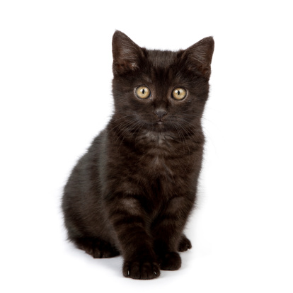Cute black baby cat