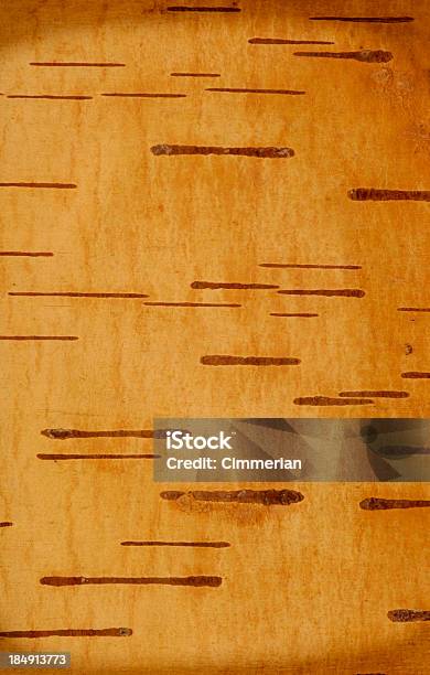 Bétula Textura De Casca De Árvore - Fotografias de stock e mais imagens de Amarelo - Amarelo, Bege, Bétula
