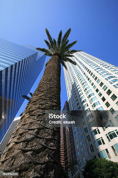 Palm Tree Größer Als Wolkenkratzer Stockfoto und mehr Bilder von Aufnahme von unten - Aufnahme von unten, Baum, Bauwerk