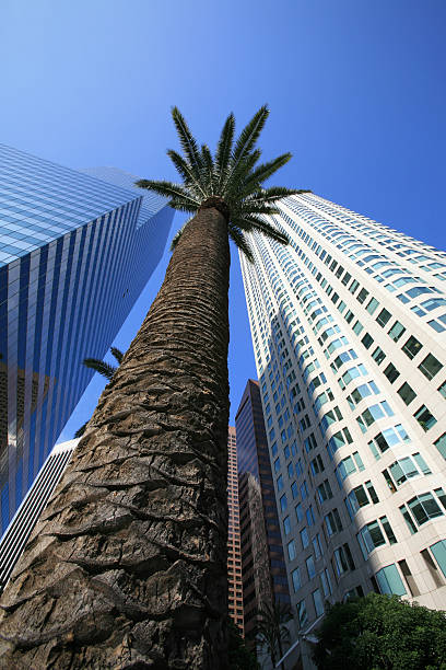 istock Palm tree taller than skyscrapers? 184914204