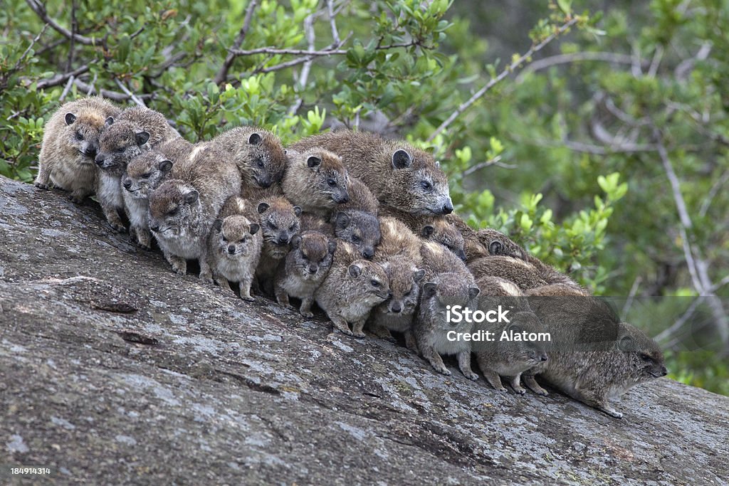 Rock Hyrax "A group of rock  hyrax  keeping together in rainy weather. The photo is taken in Serengeti, Tanzania." Cape Hyrax Stock Photo