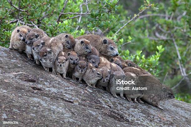 Rock Hyrax Stock Photo - Download Image Now - Cape Hyrax, Animal, Group Of Animals
