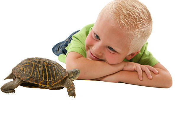 child watching box turtle stock photo