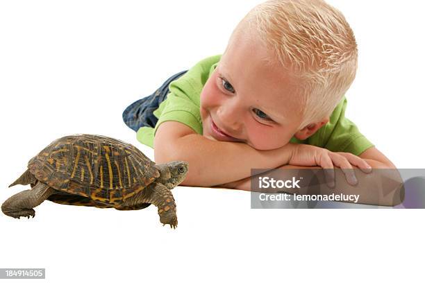 Dziecko Oglądając Box Turtle - zdjęcia stockowe i więcej obrazów Dziecko - Dziecko, Granie, Neutralne tło