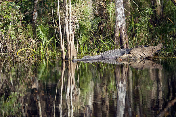 istock America Alligator Basking in Florida Everglades 184914582
