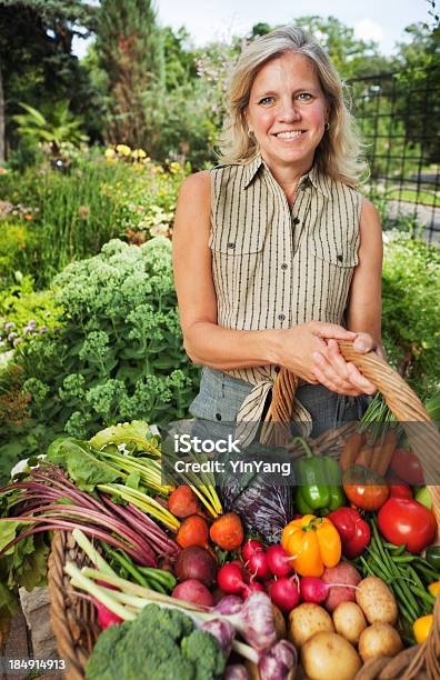 Photo libre de droit de Home Gardener Récolter Des Légumes Du Jardin Dété banque d'images et plus d'images libres de droit de Adulte - Adulte, Adulte d'âge mûr, Agriculture