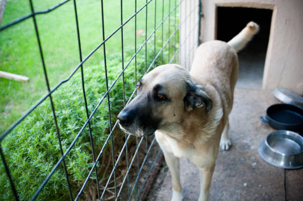 istock Kangal dog in the Cage 184914952