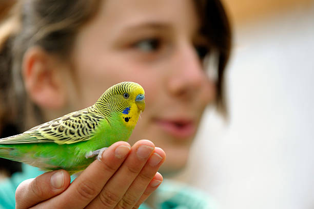linda chica con budgie - parrot young animal human hand cute fotografías e imágenes de stock