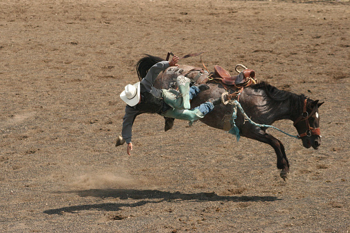 A man is thrown from his horse during a bronc riding event at a rodeo. The cowboy is nearing a hard impact on the ground but was not injured in the fall. Small town rodeos are prevalent throughout western North America. It is a great opportunity to photograph events such as steer wrestling, bull riding, barrel racing, and bronc riding. This rodeo is in Alberta, Canada. 