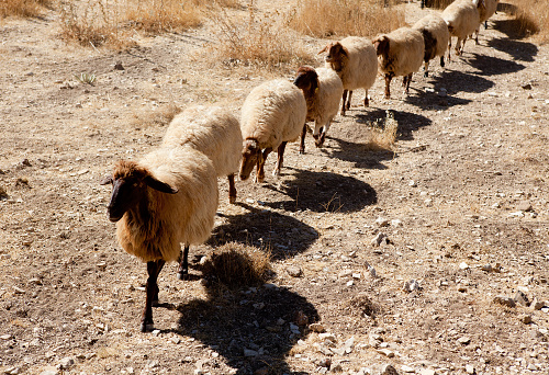 Sheep herd in drought walking in line and repetition, horizontal framing