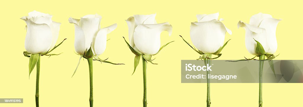 Fila de rosas sobre amarillo, blanco - Foto de stock de Blanco - Color libre de derechos