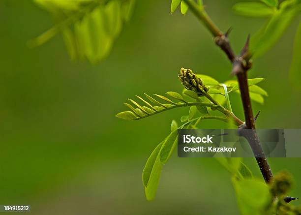 Foto de Ramo De Acácia e mais fotos de stock de Acácia - Acácia, Conceito, Espinho - Característica da planta