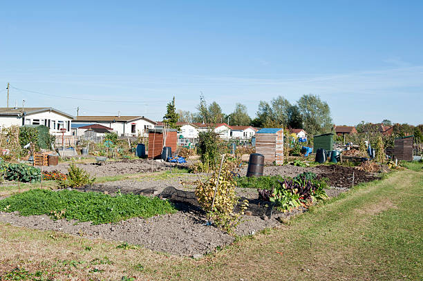 istock Allotment growing vegetables 184915223
