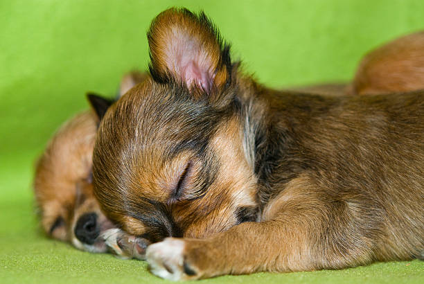Young puppies Young puppies newborn yorkie puppies stock pictures, royalty-free photos & images