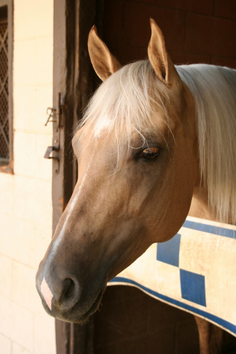 A young palomino mare looking out of her stall.