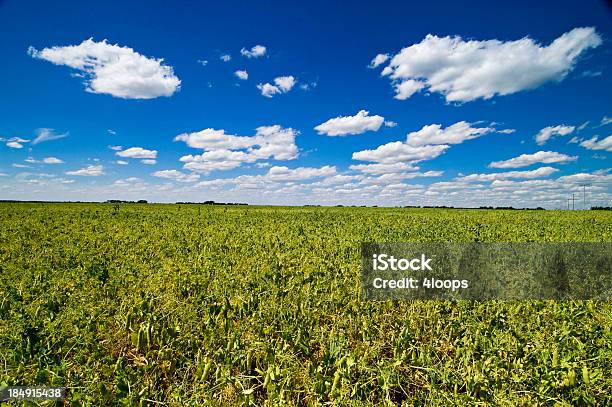 Photo libre de droit de Champ De Pois banque d'images et plus d'images libres de droit de Canada - Canada, Petit pois, Champ