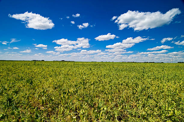 field of горох - prairie wide landscape sky стоковые фото и изображения