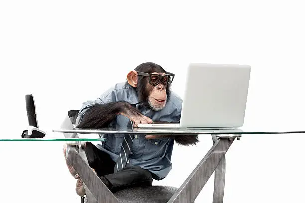 Male chimpanzee in business clothes using a computer