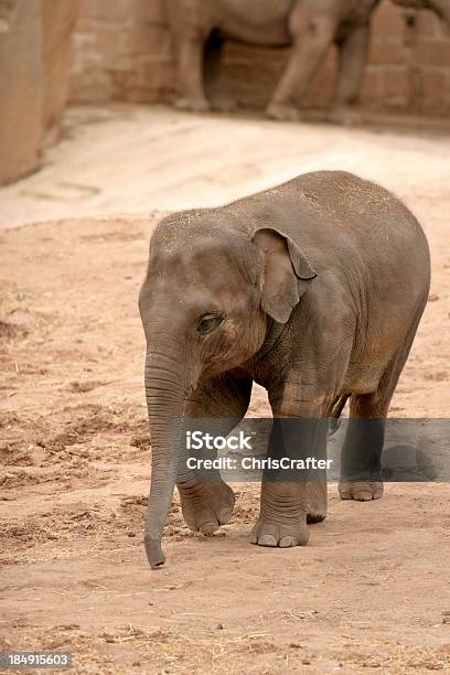 Foto de Bebê Elefante e mais fotos de stock de Jardim Zoológico - Jardim Zoológico, Andar, Animal
