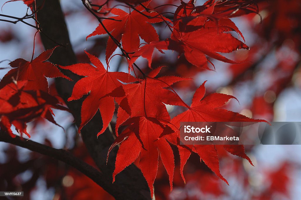 레드 단풍 잎 - 로열티 프리 가을 스톡 사진