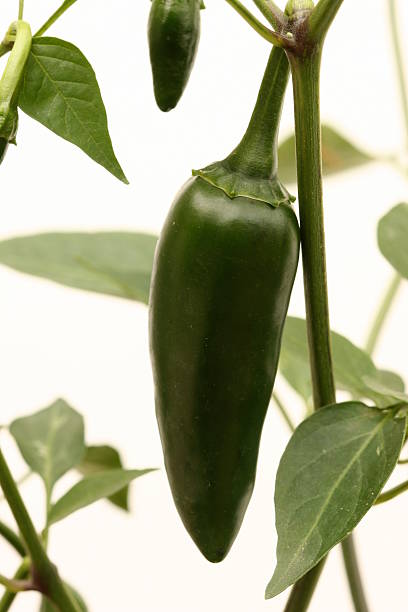 Jalapeño Pepper 2 stock photo