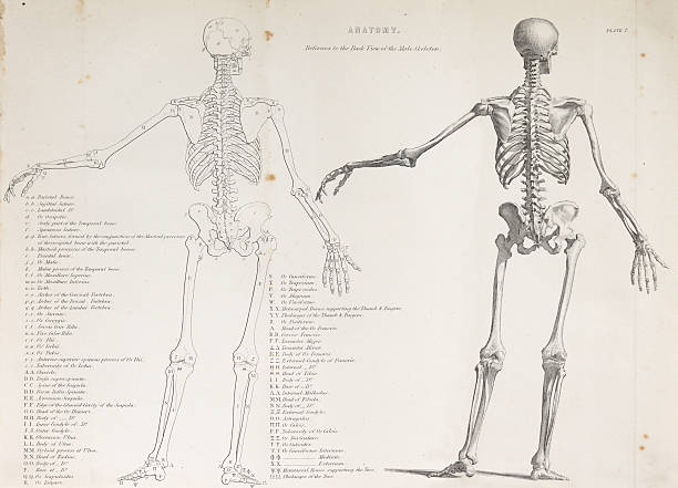 istock human anatomy, historic illustration, 1849 184915779