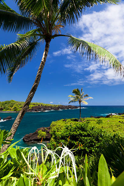 idillio bay con palme e oceano blu, maui, hawaii - traffel foto e immagini stock