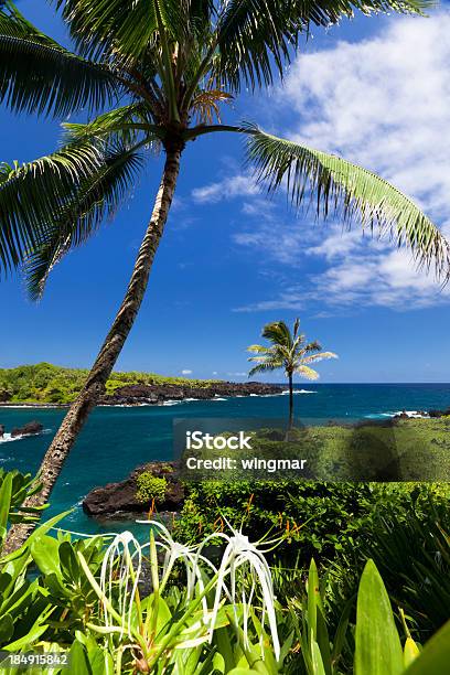 Idillio Bay Con Palme E Oceano Blu Maui Hawaii - Fotografie stock e altre immagini di Albero - Albero, Ambientazione esterna, Attività ricreativa