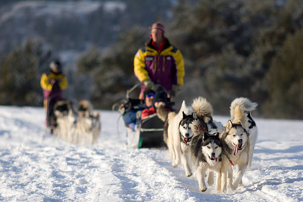 People Dog Sledding in Winter Near Mountains Dog sledding tourism animal drawn stock pictures, royalty-free photos & images