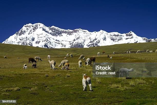 Foto de Montanha De Ausangate e mais fotos de stock de Alpaca - Alpaca, Etnia Peruana, Geleira