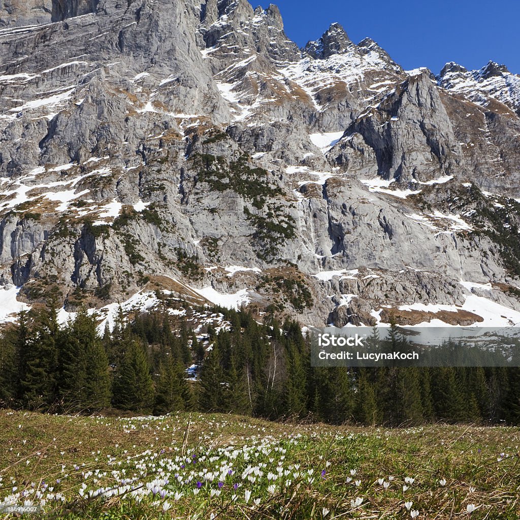 Frühling crocus meadow. - Lizenzfrei Alpen Stock-Foto
