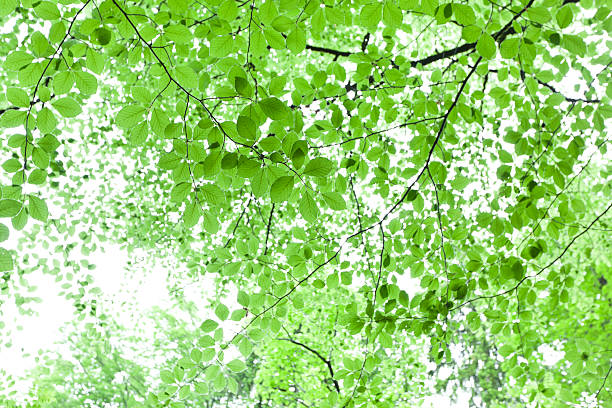 hellen grünen blätter hintergrund - leaf underside stock-fotos und bilder