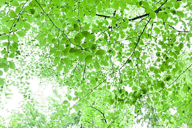 鮮やかなグリーンの緑の背景 - leaf underside ストックフォトと画像