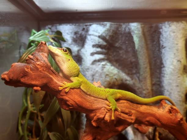 istock giant madagascar Day gecko 1849160835