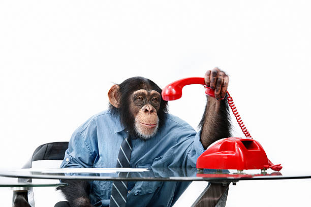 mężczyzna szympans w biznesie ubrania - telephone chimpanzee monkey on the phone zdjęcia i obrazy z banku zdjęć