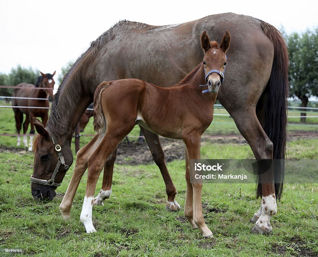 Mare and foal Dutch mare and her cute youngborn foal. Animal Stock Photo