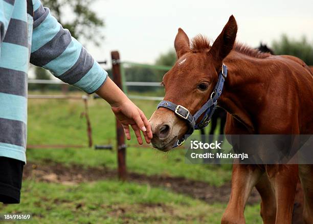 Nice To Meet You Stock Photo - Download Image Now - Activity, Animal, Animal Mouth