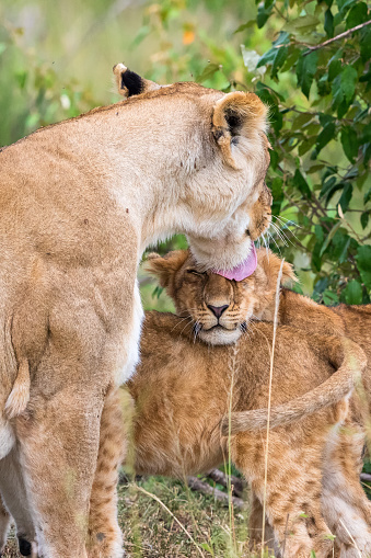 Lioness licking her young cubs