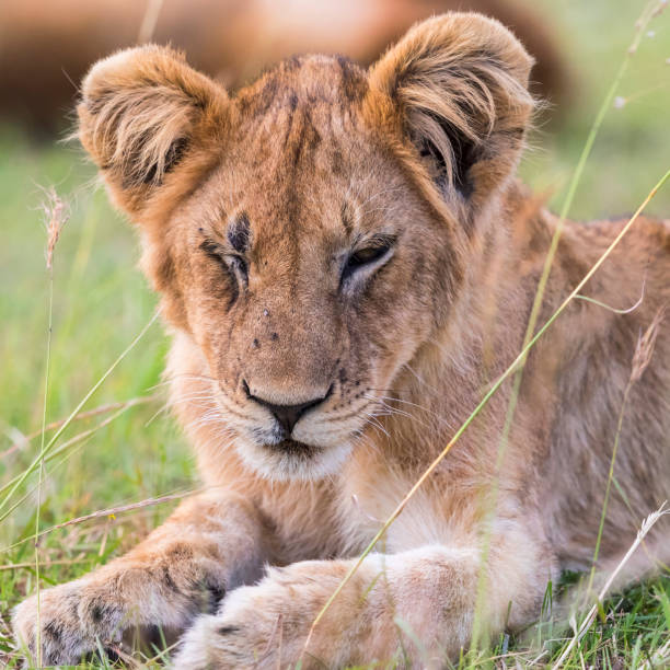 istock Tired lion cub lying and resting 1849164503