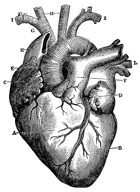 XXXL Very Detailed Human Heart Engraving From 1872 Featuring A Human Heart. heart ventricle stock illustrations