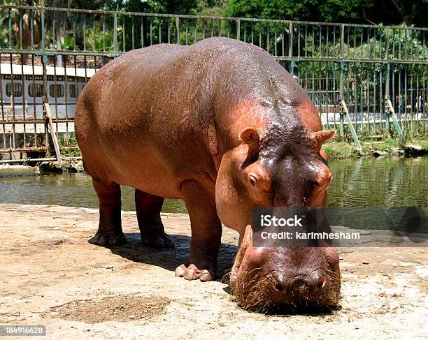 Hipona Foto de stock y más banco de imágenes de Agua - Agua, Amenazas, Animal